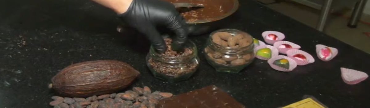 Emprendimiento de transformación del cacao, aprovecha clima de Santa Rosa de Osos