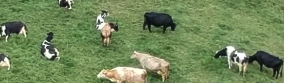 Informe especial sobre la Brucelosis en el Norte Antioqueño
