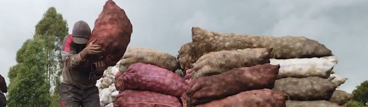 Productores de papa están pasando por una situación compleja